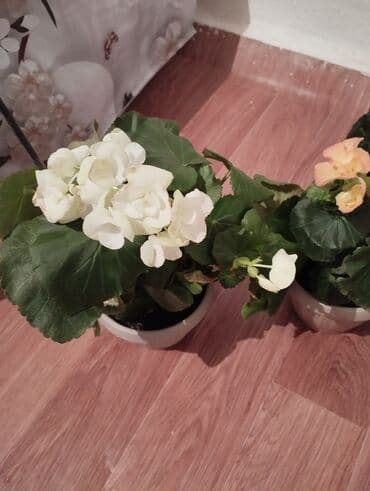 беде семена: Гулдор сатылат местный бегонялар — 1