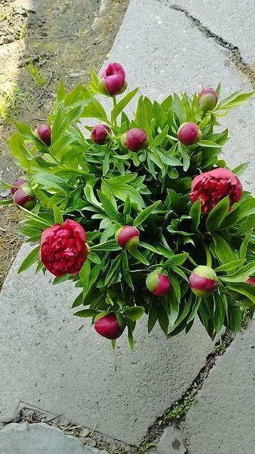 обертка для цветов купить: Продам бордовые пионы для букетов, могу завернуть в крафт, прозрачку — 10