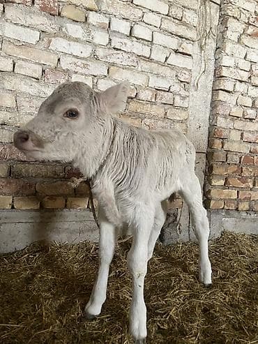 продажа токмок: Сатам | Кунаажын | Жасалма уруктандырылган — 4