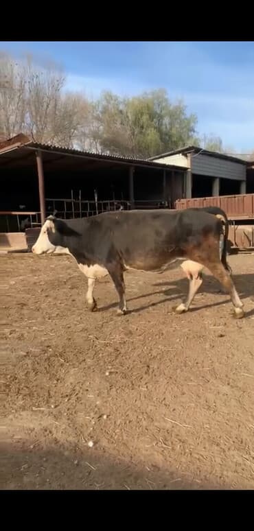 высокоудойные коровы: Продаю | Корова (самка) | Алатауская | Для разведения, Для молока | Племенные, Осеменитель, Стельные — 2
