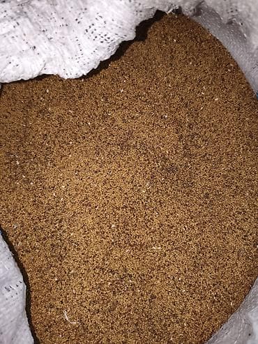 Үй жана бакча үчүн декор: Уруктар тоют өсүмдүктөрүнүн: Беде — 4