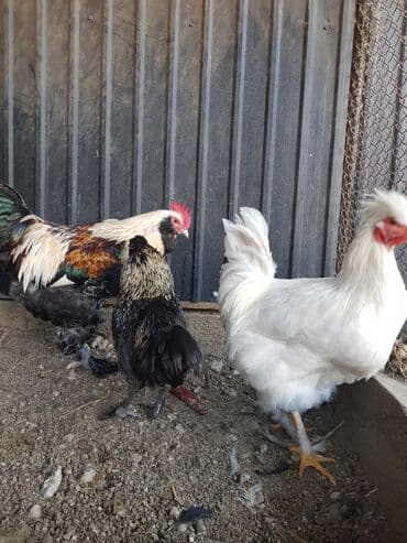 наполнители для кошек: Петушки — 4