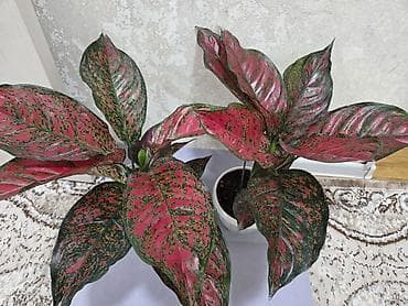 стар: Антуриум Андре — комнатное цветущее растение с глянцевыми — 5