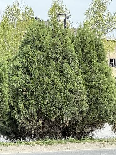 тактай лес: Туя декоративная, взрослая, пирамидальной формы Продаются красивые — 2