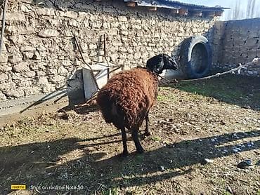 Ветеринар кызматы: Сатам | Ургаачы кой (ургаачы) | Көбөйтүү үчүн — 1