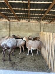 продаю связи с переездом: Продаю | Овца (самка) | Арашан | Для разведения | Матка — 3