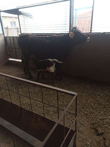 щенки бульдога: Продаю | Корова (самка) | Швицкая, Алатауская | Для разведения, Для молока | После отела — 6