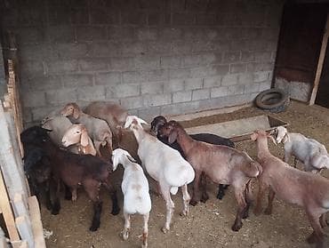 Продаю | Баран (самец) at lalafo.kg Продаю | Баран (самец)