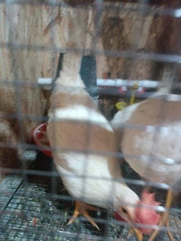 циплята несушки: Продаю | Куры | Леггорн | Для разведения — 3