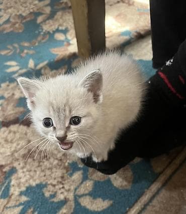 котята мэйн кун: Беспородная, 2 месяца, Девочка, Приучена к лотку — 1