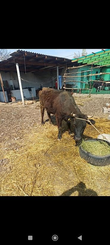 кара балта каровы: Продаю | Бык (самец) | На откорм | Привязанные — 5
