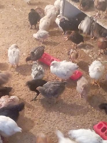 цыпа: Продаю | Цыплята | Для разведения — 2