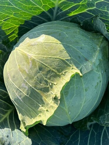 ножницы для сада: Капуста Белокачанная — 3