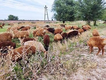 Животные: Продаю | Овца (самка) | Для разведения | Матка — 9