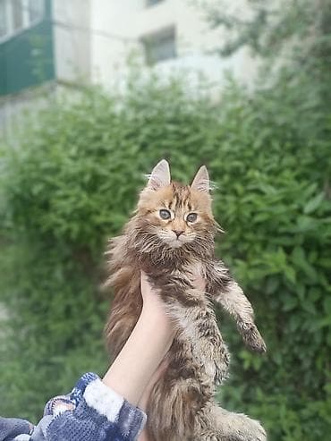 Беспородная, 2 месяца, Девочка