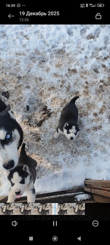 продажа собак в бишкеке: Продаю щенков сибирской хаски. 2 шт мальчики возраст 1 месяц. цена — 2