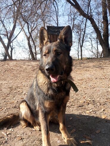 акустические системы sharp колонка в виде собак: Вязка, Немецкая Овчарка. Привитый2 года, с документами — 2