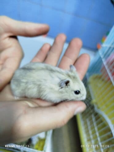 летучая мышь в кыргызстане: Отдам хомячка за шоколадку/100 сом — 3