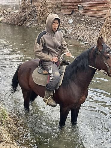 6 месяцев: Продаю | Жеребец | Английская | Рабочий | Осеменитель — 4