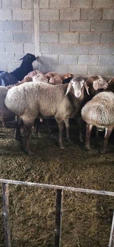 чистокровный алабай цена: Продаю | Баран (самец) | Полукровка | На забой | Осеменитель — 5