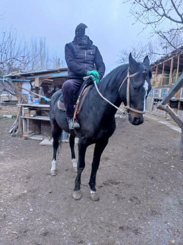 Собаки: Продаю | Жеребец | Полукровка | Конный спорт | Племенные — 1