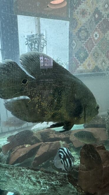 сколько стоит кролик домашний: Продаю рыбы БОЛЬШИЕ для домашнего аквариума Подходят тем, кто ищет — 3