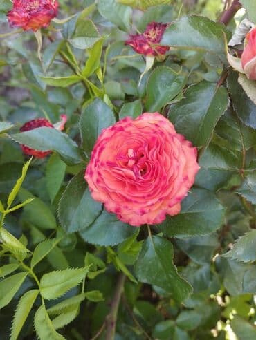 декоративные растения: Около 300 видов Саженцы садовых роз (разные сорта и окраски) - — 9