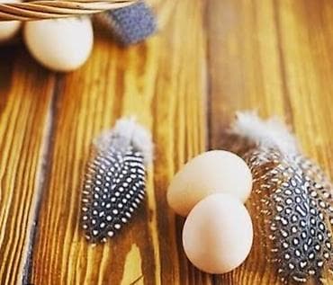 куры несушки: Яйца цесарки по 50 сом — 4