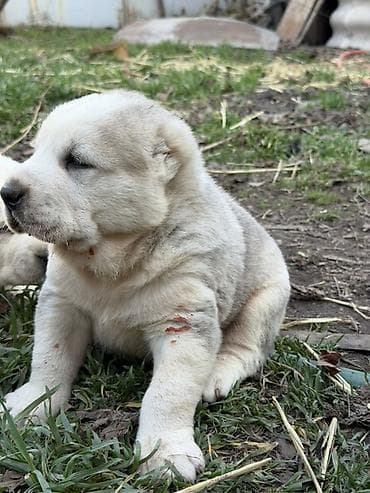 купить немецкую овчарку: Предлагаются к бронированию щенки Алабая! Щенки родились 27 января, 2 — 6