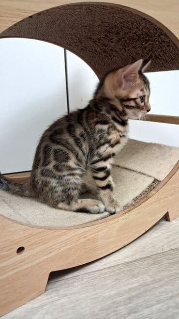 купить той пудель: Бенгальская, 1 месяц, Девочка, Приучена к лотку — 4