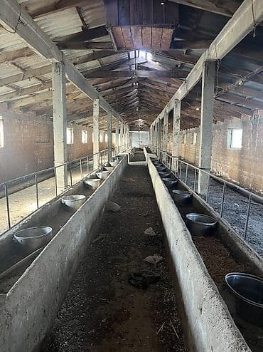 продаж дом ак босого бишкек: Кой короо, 1000 соток, Иштеп жаткан, Жарым-жартылай жабдуулары менен, Электр энергиясы, Муздак суу — 6