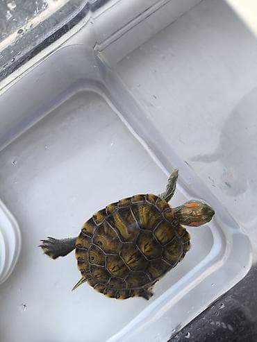 живые черепахи: Красноухая черепаха (Trachemys scripta elegans) с комплектом — 4