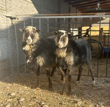 купить собаку шпица недорого: Продаю | Овца (самка), Ягненок, Баран (самец) | Романовская | Для разведения | Племенные, Осеменитель — 3