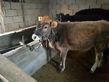 бее байтал: Продаю | Музоо, торпок | На откорм | Привязанные — 2