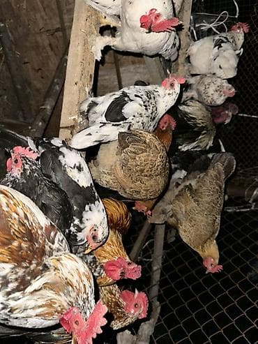 Животные: Продаю | Куры | Домашняя | На забой, Для разведения, Несушки — 5