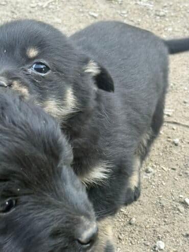 Ит кууту: Щенки метисы, маленькие пушистые комочки с выразительными мордочками и — 7