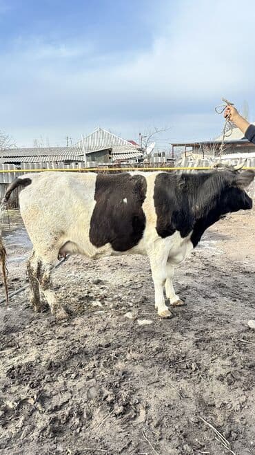 Услуги ветеринара: Продаю | Корова (самка) | Симментальская | Для разведения | Не стельные — 3