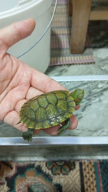 продажа собак чихуахуа: Молодые водные черепахи (красноухие). на заказ. - Вид: Trachemys — 5