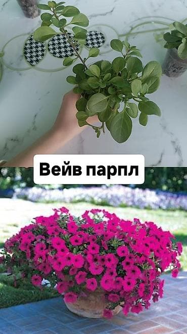 акантовка лапка: Рассада ампельной петунии (серии Тайдал Вейв и Опера) Доступные — 8