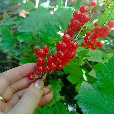 Полуфабрикаты: Смородина — 1