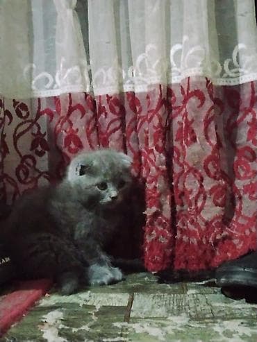 американская вислоухая кошка: Скотиш Фолд (Шотландская вислоухая), 2 месяца, Мальчик, Серый, Приучена к лотку — 1