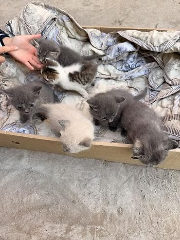 Котята домашние, помёт из 5 малышей. Окрас: несколько серых