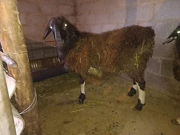 кой сатам: Сатам | Кочкор (эркек) | Союуга, Көбөйтүү үчүн — 6