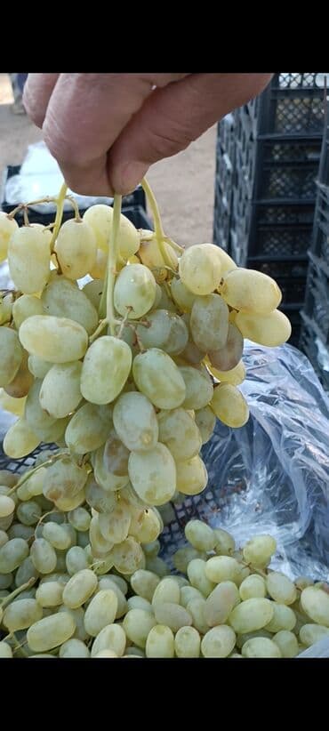 клубника кочоттору: Виноград Оптом, Самовывоз — 3