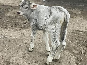 черепаха животное: Продаю | Музоо, торпок | Швицкая | Для разведения | Племенные — 2