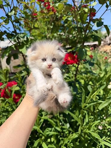 сколько стоит вислоухие котята: Скотиш Фолд (Шотландская вислоухая), 2 месяца, Девочка, Приучена к лотку — 3