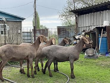 бараны гисары: Продаю | Овца (самка) | Арашан | Для разведения | Матка — 3