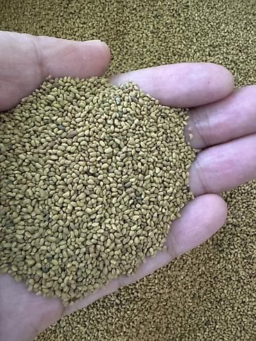 Семена люцерны кара беде Описание: - Мелкосемянный посевной материал