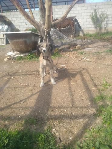 гуси мамуты купить: Щенок борзой (помёт деревенского типа) - Порода: борзая (длинноногий — 5