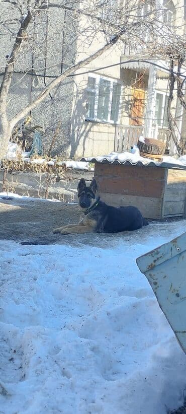 Продажа собак: Немецкая овчарка, 3 месяца, Самка, С прививкой — 2